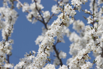 Flowering cherry plum tree.