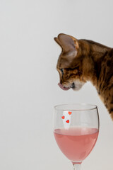 the cat licks its lips over a transparent wine glass with a pink drink on a light background