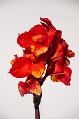 A flower or fragment of a red gladiolus flower on a light background.