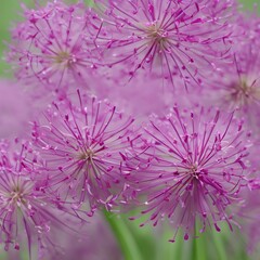 Obraz premium blossoming pink allium flower portrait - generative ai