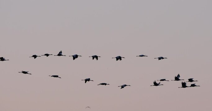 Flock of common cranes in the Camargue, France