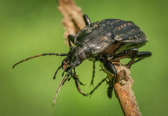 Niesamowity czarny chrząszcz na zielonej łące