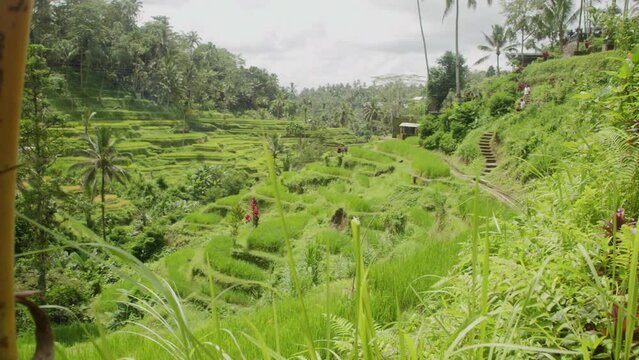 Rice Terraces, Ubud Bali During Rain Season 