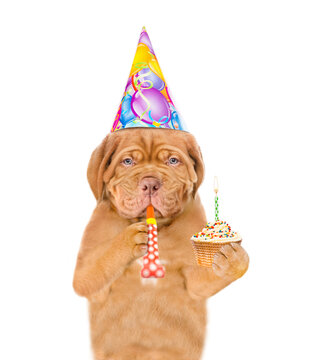 Mastiff puppy wearing party cap blows into party horn and holds birthday cupcake with burning candle. isolated on white background