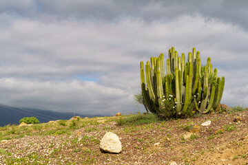 Canary Island Spurge In The Mountains Of Tenerife