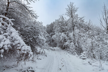 Picturesque snowy trees in a winter atmosphere after snowfall. Path among the trees, going into the distance in a snow-covered forest with traces. Footprints in the snow and a gray sky in perspective.
