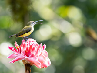 Spider hunter on a beautiful flower 