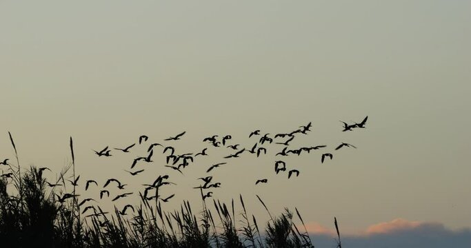 Glossy ibis, Plegadis falcinellus, Camargue, France
