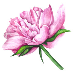 Watercolor illustration pink peony isolated on white background