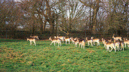 red deer grazing on the meadow in richmond park