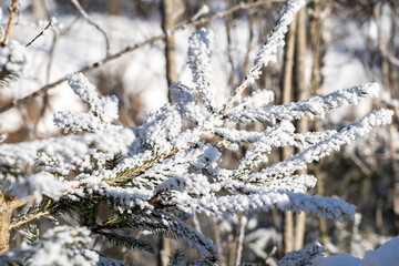 Sun shining through trees