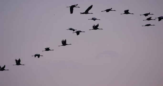Flock of common cranes in the Camargue, France
