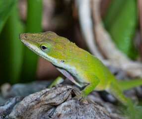 Gecko looking at something