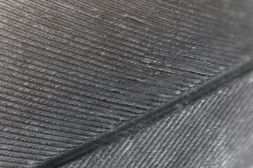 Image-filling macro shot of a part of the feather of a gray parrot