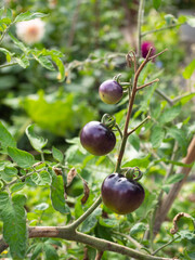 Purple tomatoes on a branch on an out of focus background of lush green vegetable garden. Concept of harvesting and gathering organic food in edible gardens.