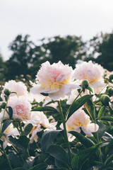 Obraz premium Beautiful fresh fluffy pastel pink peony flowers blooming in the garden, close up. Summer blooms background.