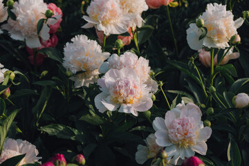 Beautiful fresh delicate pastel pink and white peony flowers in full bloom in the garden, dark green leaves, close up. Summer natural flowery background.