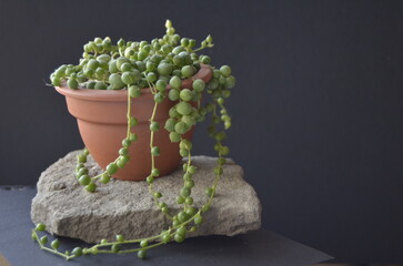 plant pot, flower garden, nature