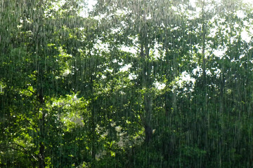 Heavy Rain. Summer Rain on Green Tree, Grass Background. CloseUp. Raining Day in Forest. Rainy weather. Tropical Downpour. Abstract Natural Backdrop. Extreme Weather Condition. Hail, Rain. Sunlight