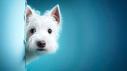 A Portrait of a west highland white terrier hiding behind blue wall. It looks frightened, generative ai - obrazy, fototapety, plakaty