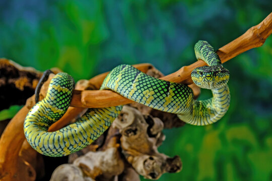 snake in the garden