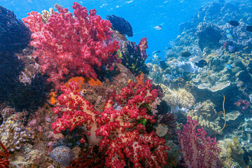 Fototapeta na wymiar Red soft corals off coast of North Sulawesi, Indonesia