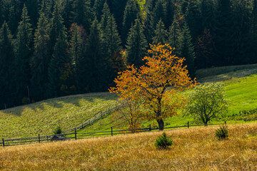 Naklejka premium beautiful autumn countryside landscape in Carpathian Mountains, Ukraine