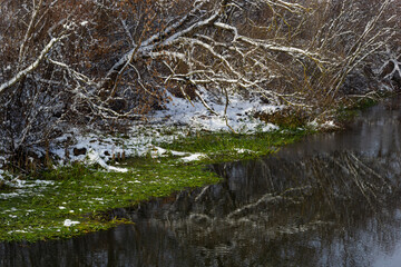 winter river, trees in the snow, view of the snow-covered forest