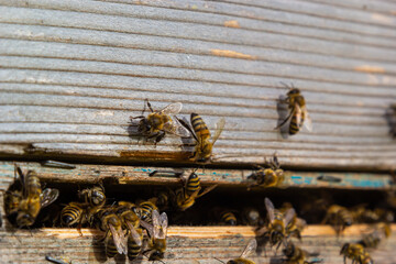 Close up of flying bees. Wooden beehive and bees. Plenty of bees at the entrance of old beehive in apiary. Working bees on plank. Frames of a beehive