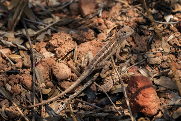 Malagasy terrestrial iguanian lizard - Chalarodon madagascariensis, beautiful small iguana lizard from Madagascar open regions.