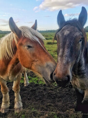 Wild horses in love