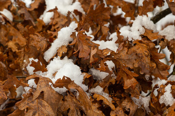 First snow covered autumn colored leaves in tree, tree brand with yellow leaves under snow. Autumn leaves under snow. Snow covered oak leaves in winter forest