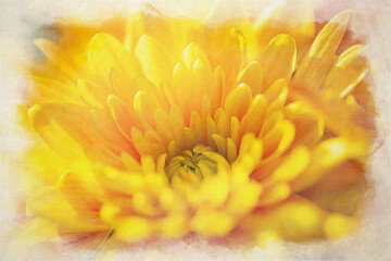 Digital watercolour painting of yellow, and orange Aster flowers starting to bloom.