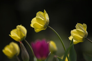 Tulips in the garden. Tulips in the spring.