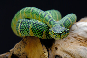 close up of a snake