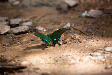 Green butterfly sitting on the ground