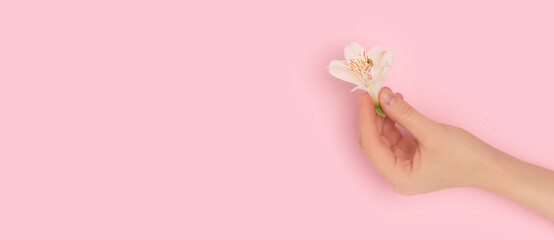 Banner with female hand hold white alstroemeria flower on a pink pastel background. Place for your design.