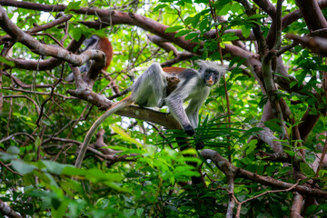 A portrait of a red colobus monkey (Procolobus kirkii) in Jozani national park, Zanzibar