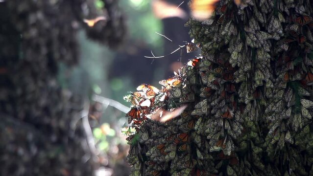 Monarch butterflies in mexico nature sanctuary 