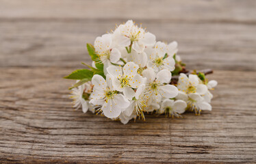 Cherry blossoms on a wood.