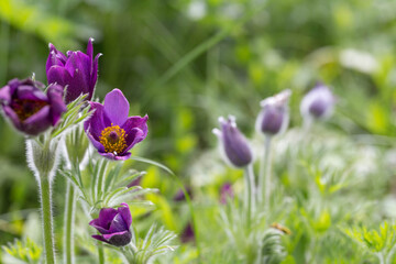 Pulsatilla patens purple flowers in spring. High quality photo