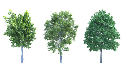 Norway Maple Field Elm Common Hornbeam Tree set alpha channel 