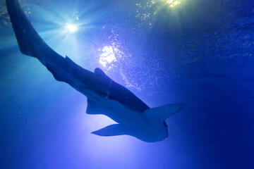 Shadow of the shark underwater