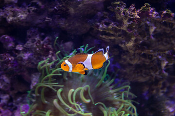 The orange clownfish in the natural scenery of coral reef.