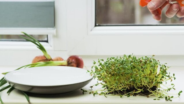 The process of sprouting Foenum-graecum commonly called fenugreek. Spraying fenugreek microgreen. Watering homegrown greenery