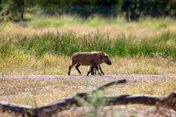 warthog  in the african bush