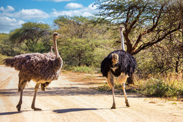 ostrich family on a dirt road in south africa
