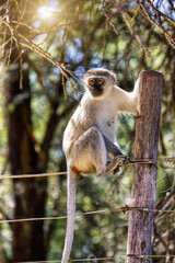 human wildlife conflict, vervet monkey in residential area,