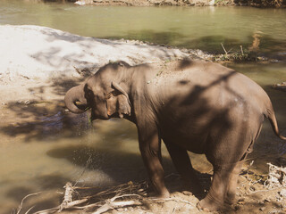 Elephant in water, young elephant drinking from the river, female elephant rehabilitated at a sanctuary in Chiang Mai Thailand