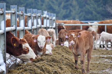 Cows and calves of Hereford cattle. Winter housing, feeding with hay. The Hereford is a British breed of beef cattle originally from Herefordshire. The world's most widespread meat breed domestic tur.